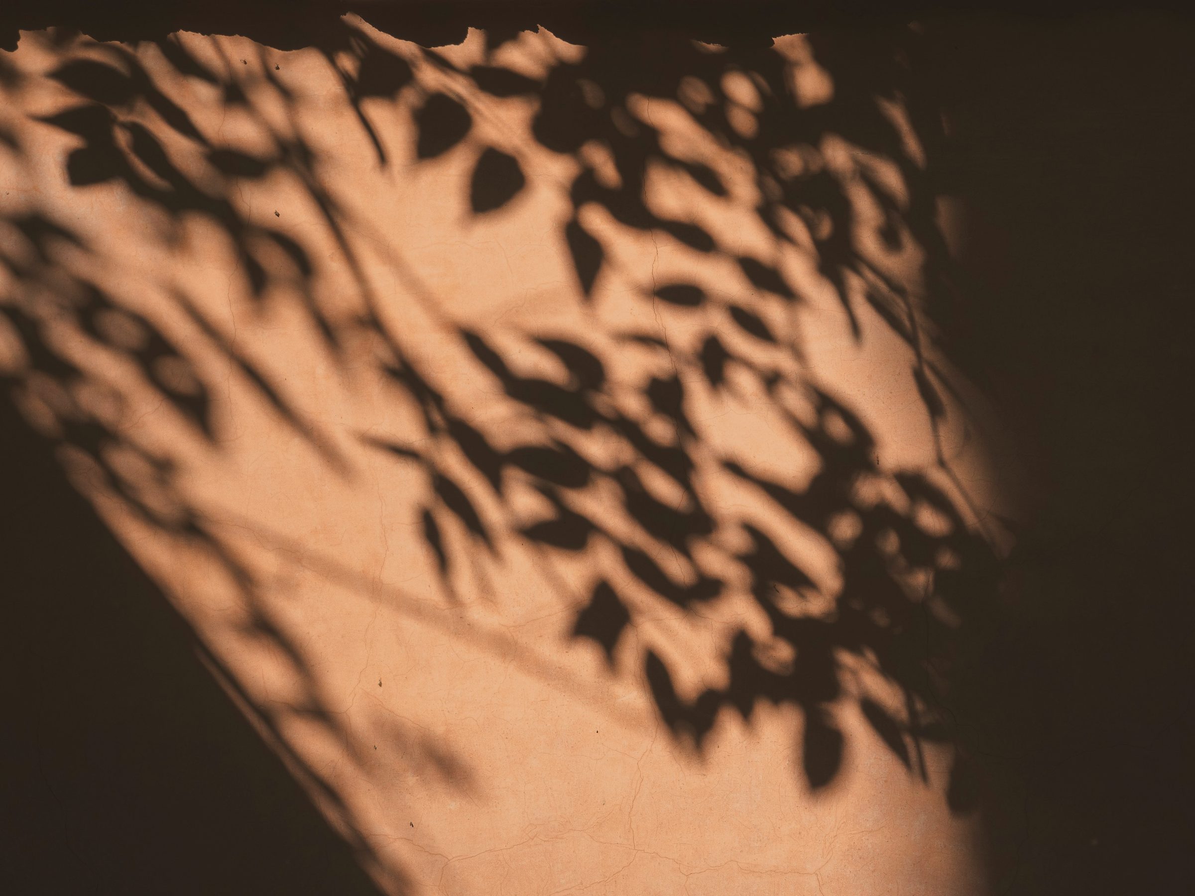 The shadow of a branch in warm low sun, falling across a wall into darkness